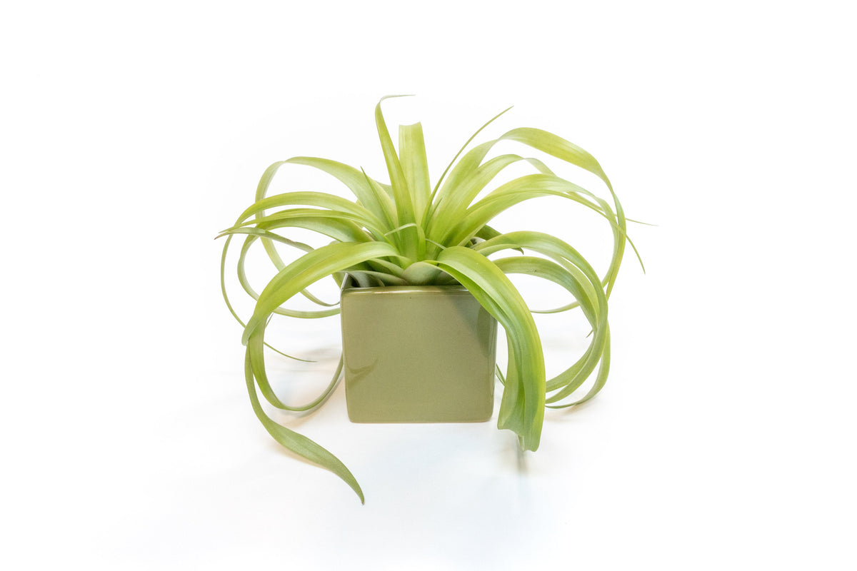 Avocado Green Ceramic Cube Container with Custom Tillandsia Air Plant