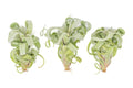 Tillandsia Curly Slim (T. Intermedia x T. Streptophylla) Air Plant