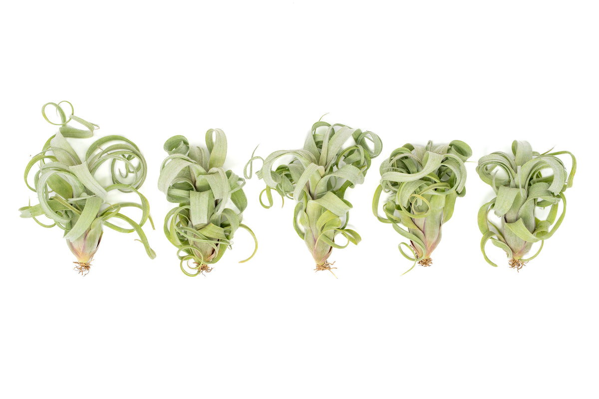 Tillandsia Curly Slim (T. Intermedia x T. Streptophylla) Air Plant