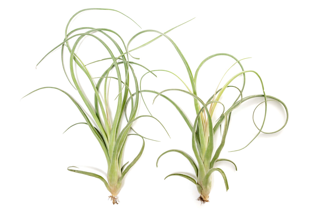 Tillandsia Curly Slim (T. Intermedia x T. Streptophylla) Air Plant