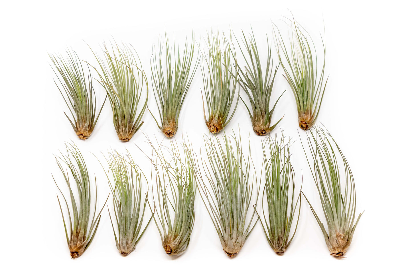 Large Tillandsia Juncea - Set of 10, 15 or 20 Air Plants - 50% Off