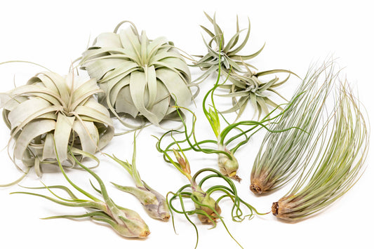 Large Tillandsia Air Plant Variety - Set of 10, 15, or 20 - 40% Off