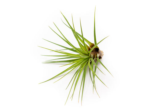 Large Tillandsia Melanocrater Tricolor Air Plants / 6-8 Inch Plants