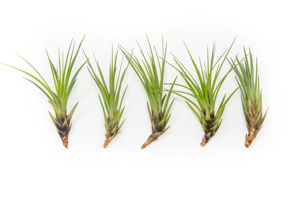 Large Tillandsia Melanocrater Tricolor Air Plants / 6-8 Inch Plants