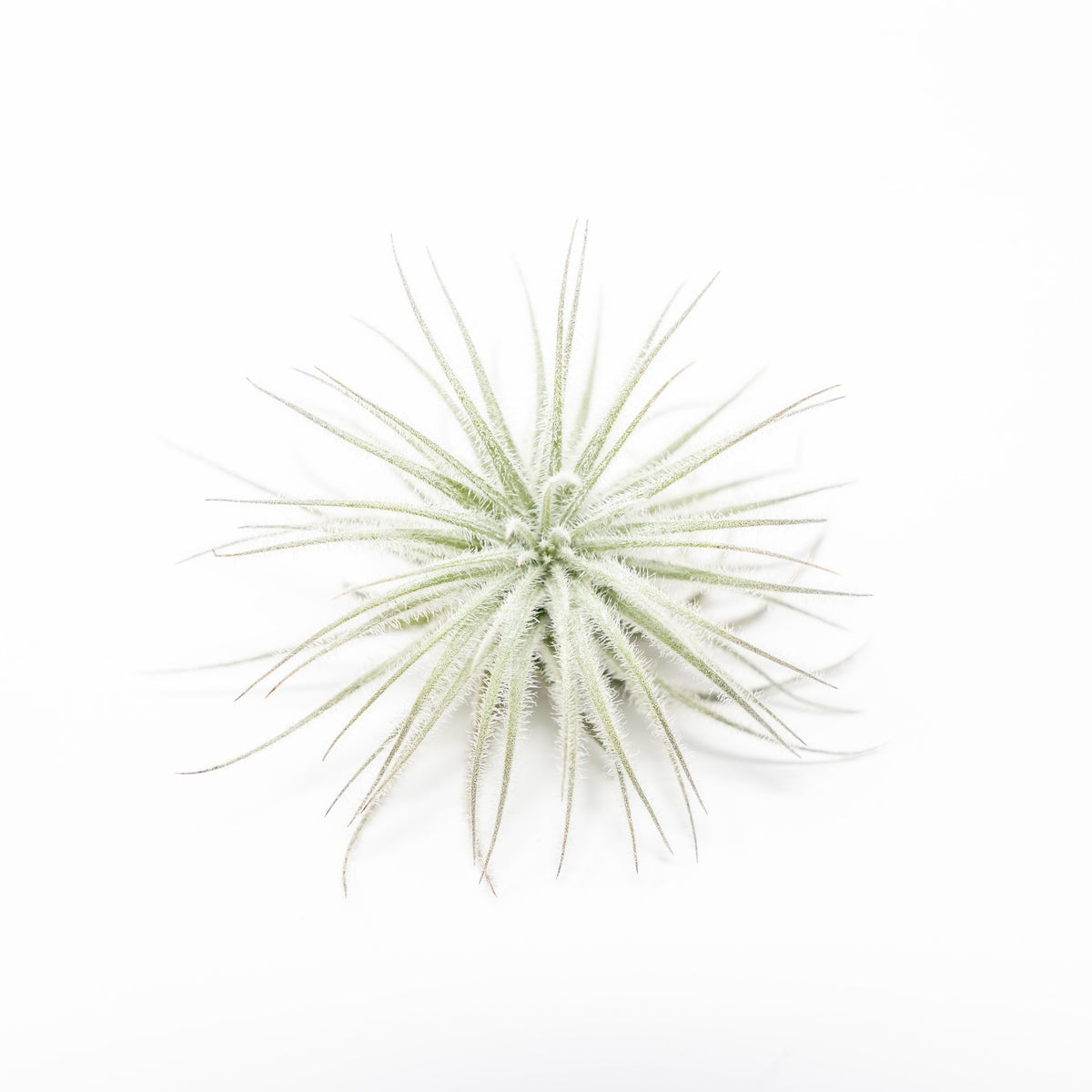 3 Tillandsia Tectorum Ecuador Air Plants for $12