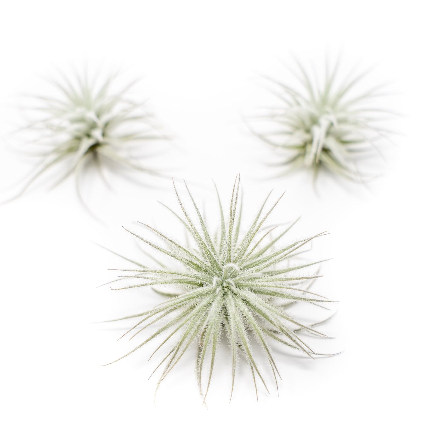 3 Tillandsia Tectorum Ecuador Air Plants for $12