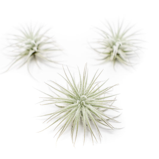 3 Tillandsia Tectorum Ecuador Air Plants for $12