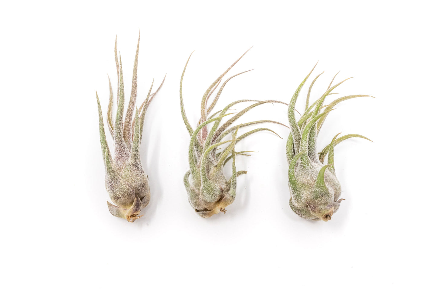 [IN BLUSH NOW!] Tillandsia Pruinosa Air Plants