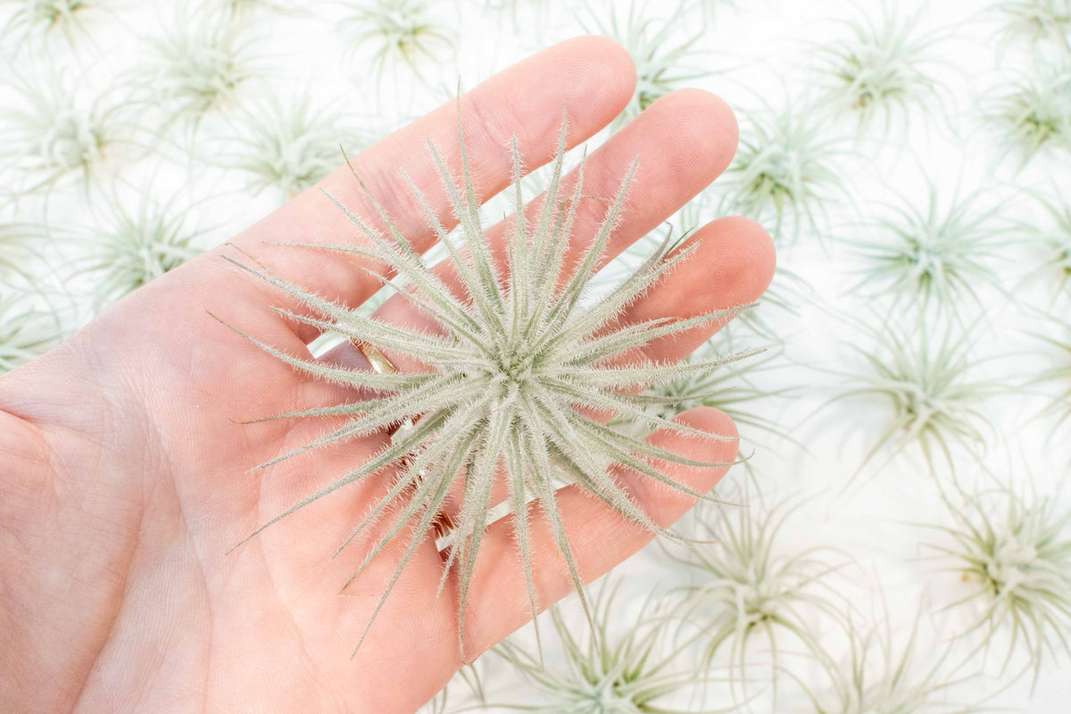 3 Tillandsia Tectorum Ecuador Air Plants for $12