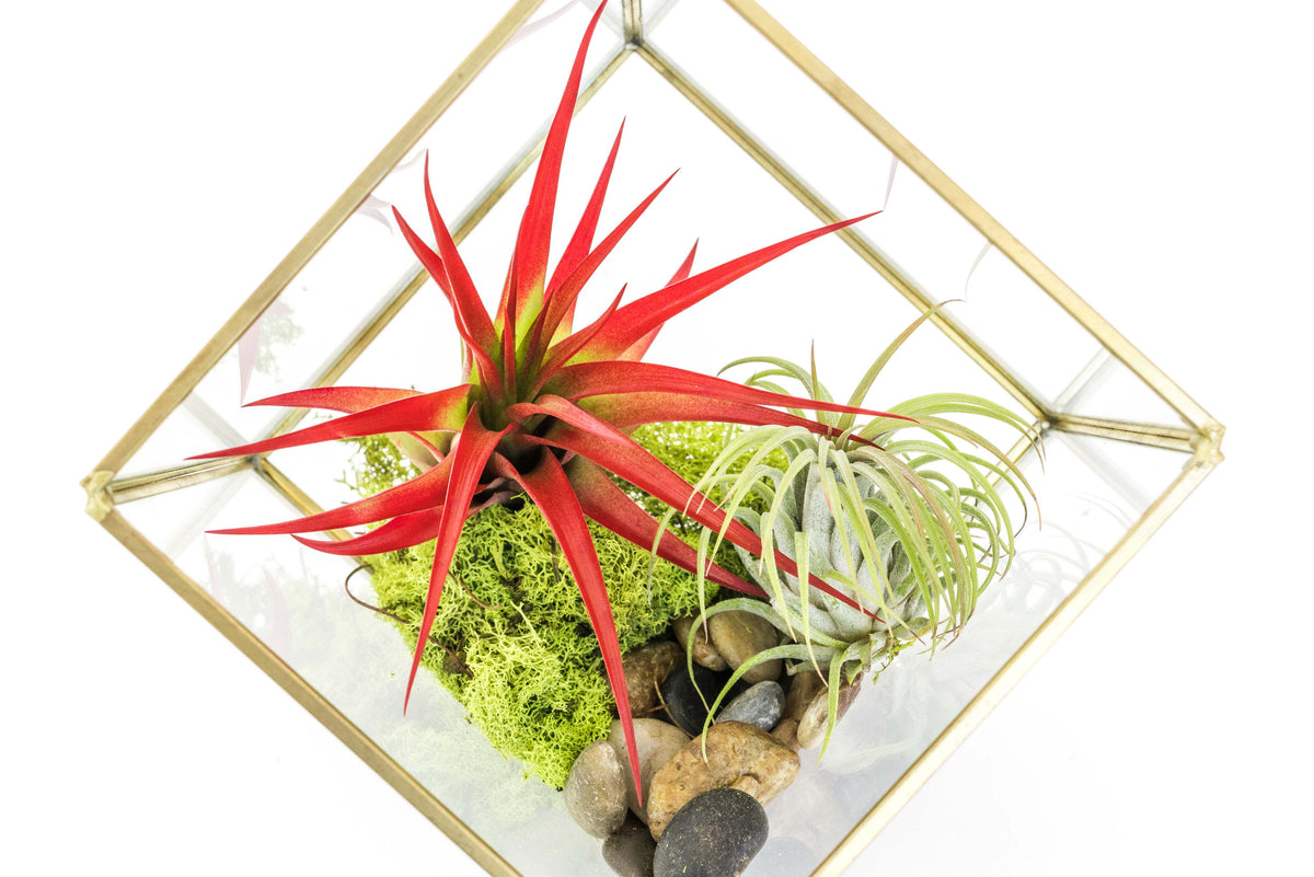 Heptahedron Geometric Glass Terrarium with Tillandsia Red Abdita and Ionantha Air Plants