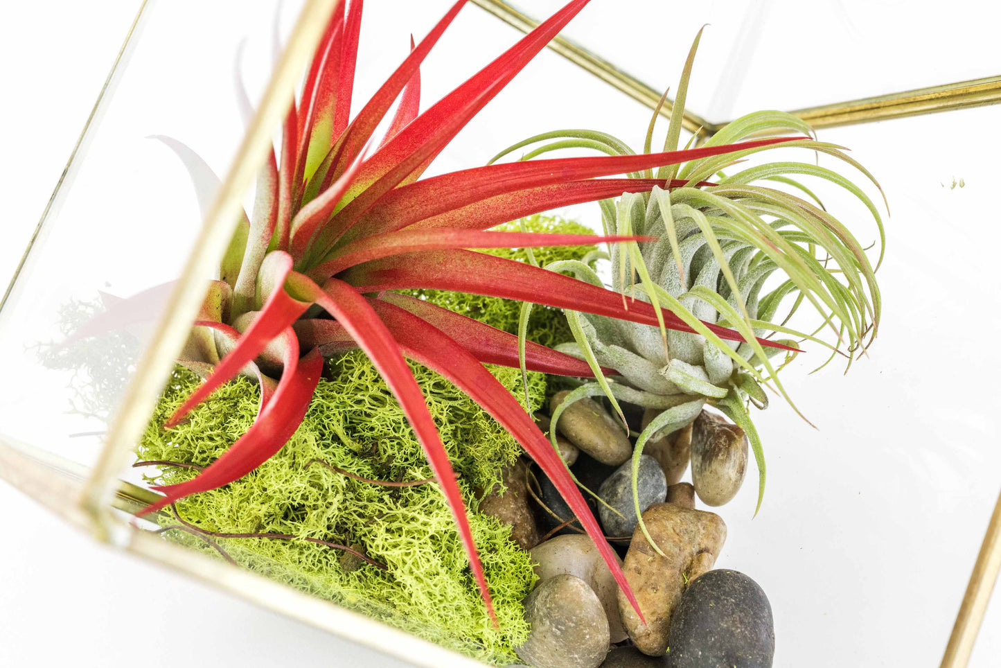 Heptahedron Geometric Glass Terrarium with Tillandsia Red Abdita and Ionantha Air Plants