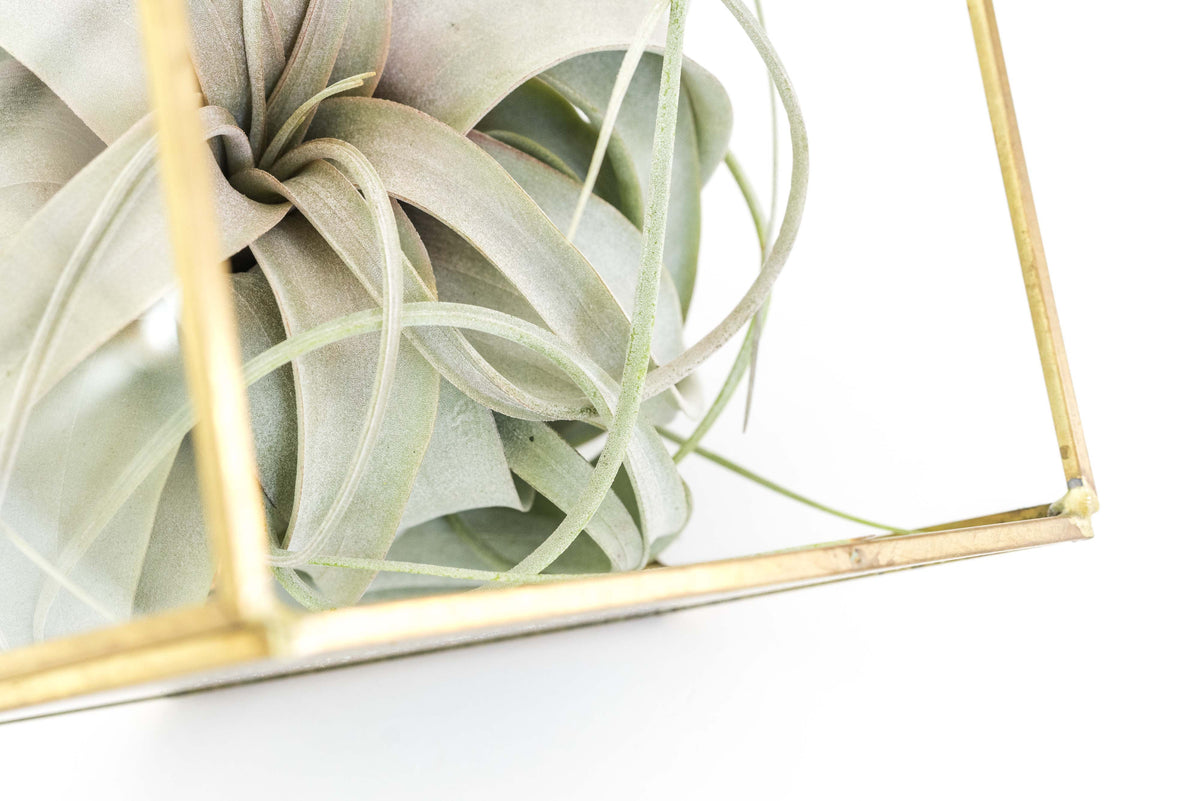 Heptahedron Geometric Glass Terrarium with Tillandsia Xerographica Air Plant