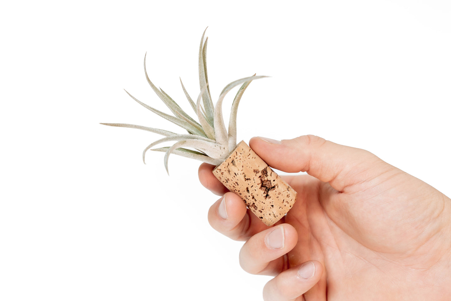 Magnetic Wine Corks with Assorted Tillandsia Air Plants - Set of 1, 3 or 5
