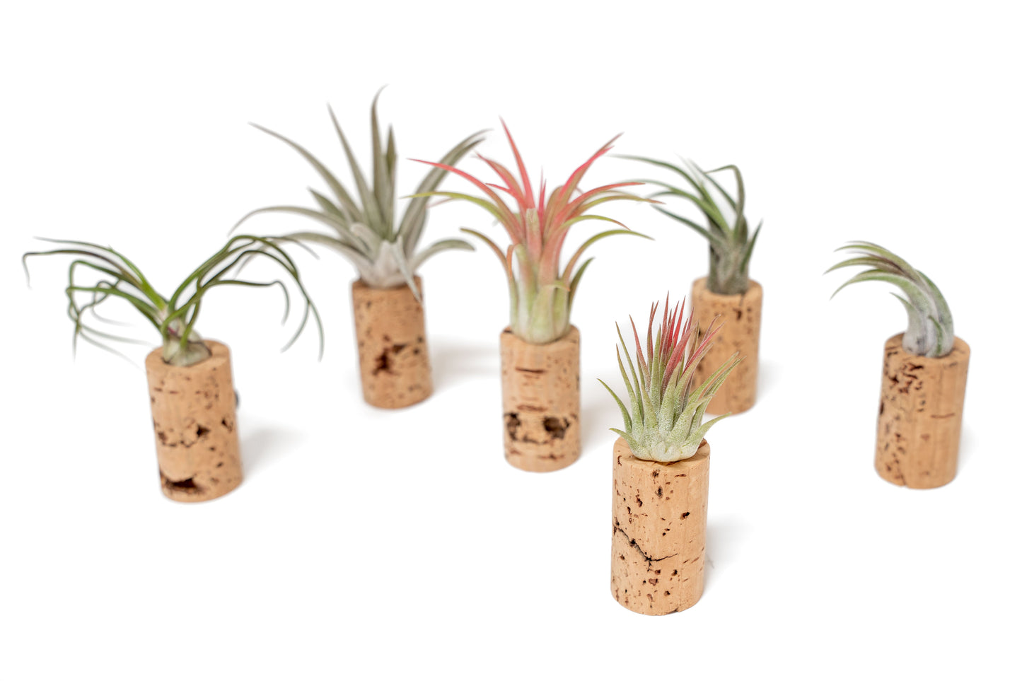 Magnetic Wine Corks with Assorted Tillandsia Air Plants - Set of 1, 3 or 5
