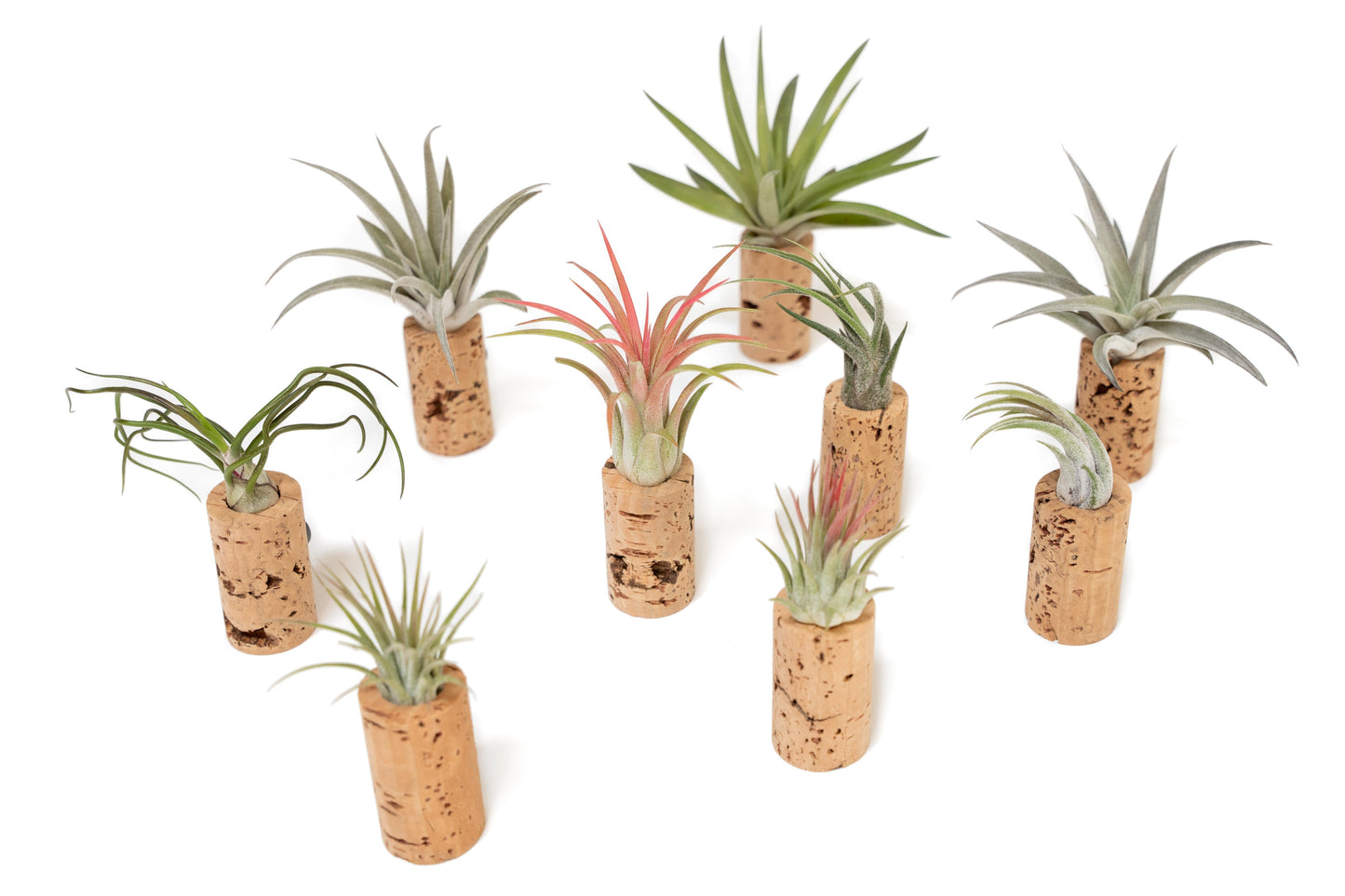 Magnetic Wine Corks with Assorted Tillandsia Air Plants - Set of 3, 6 or 9