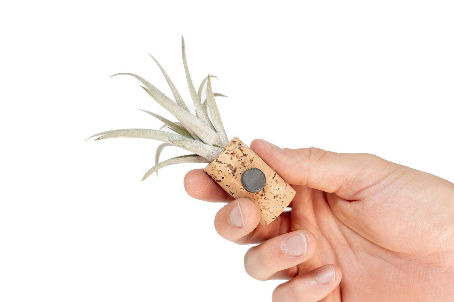 Magnetic Wine Corks with Assorted Tillandsia Air Plants - Set of 3, 6 or 9
