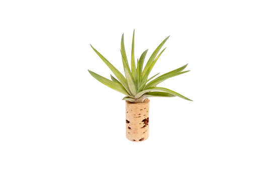 Magnetic Wine Corks with Assorted Tillandsia Air Plants - Set of 1, 3 or 5