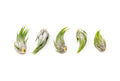 Tillandsia Ionantha Scaposa Air Plants