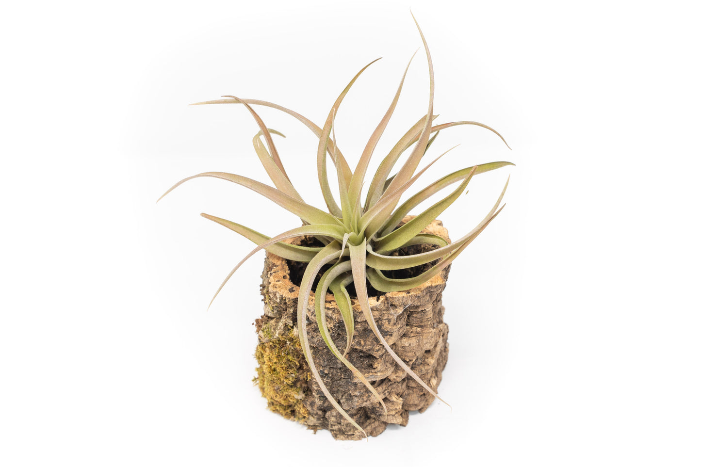 Natural Cork Bark Planters with Assorted Tillandsia Air Plants