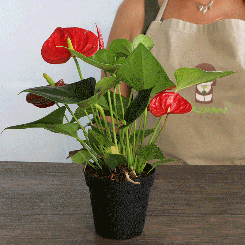 Calathea Makoyana | Moss Ball Kokedama