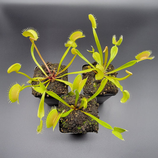 Venus flytrap (Dionaea muscipula) 'B52' x 'Ginormous'