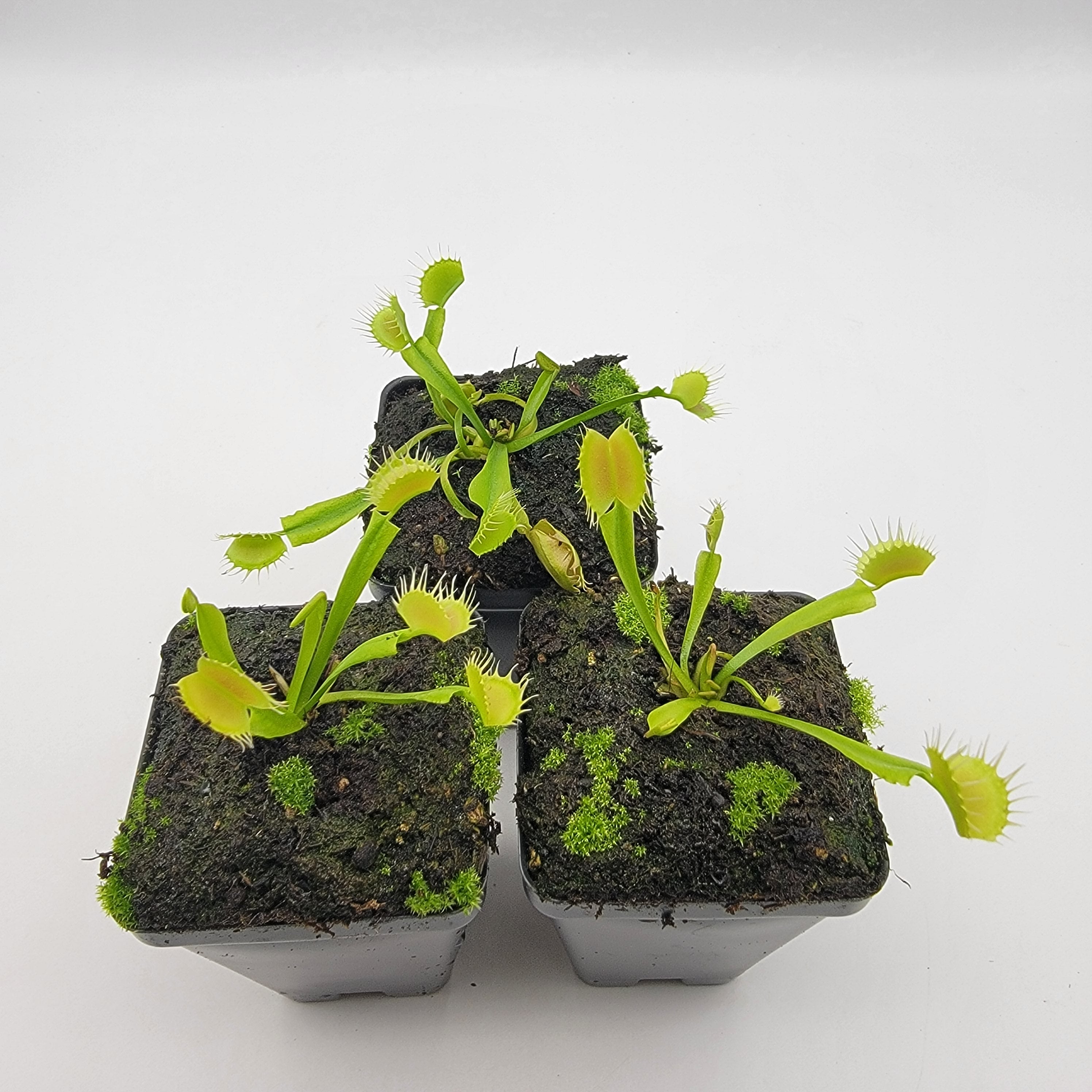 Venus flytrap (Dionaea muscipula) 'Crispy sun'