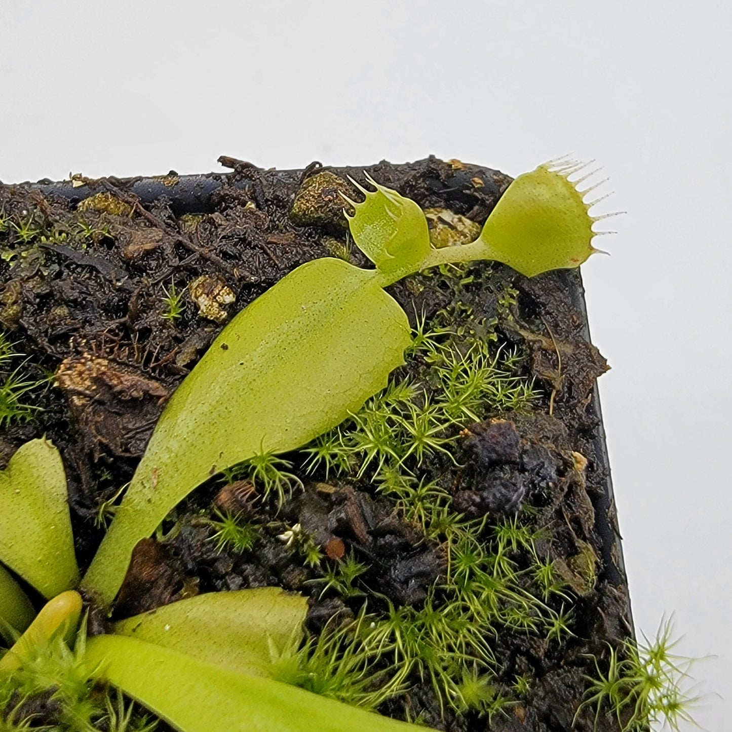 Venus flytrap (Dionaea muscipula) 'Double Trouble'