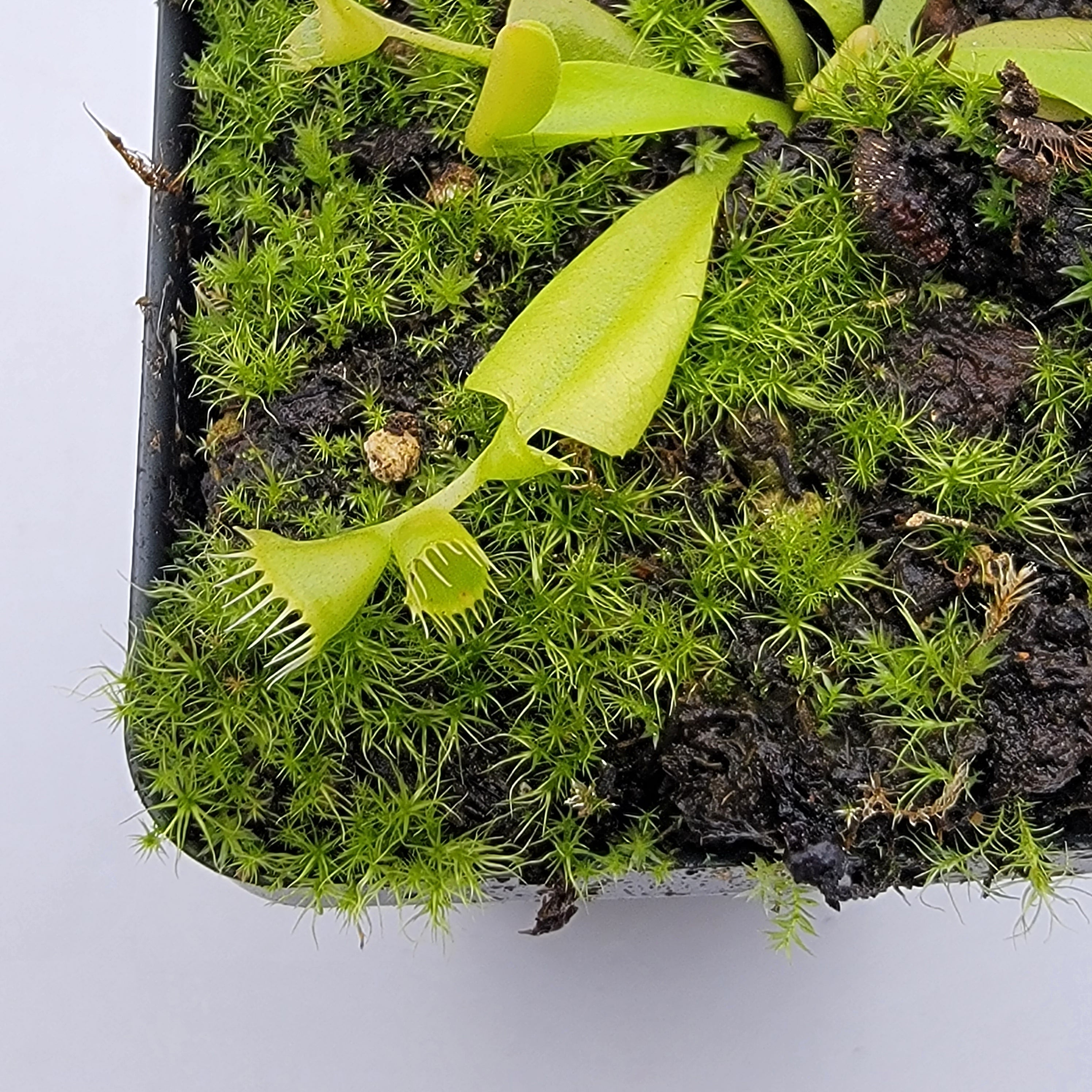 Venus flytrap (Dionaea muscipula) 'Double Trouble'