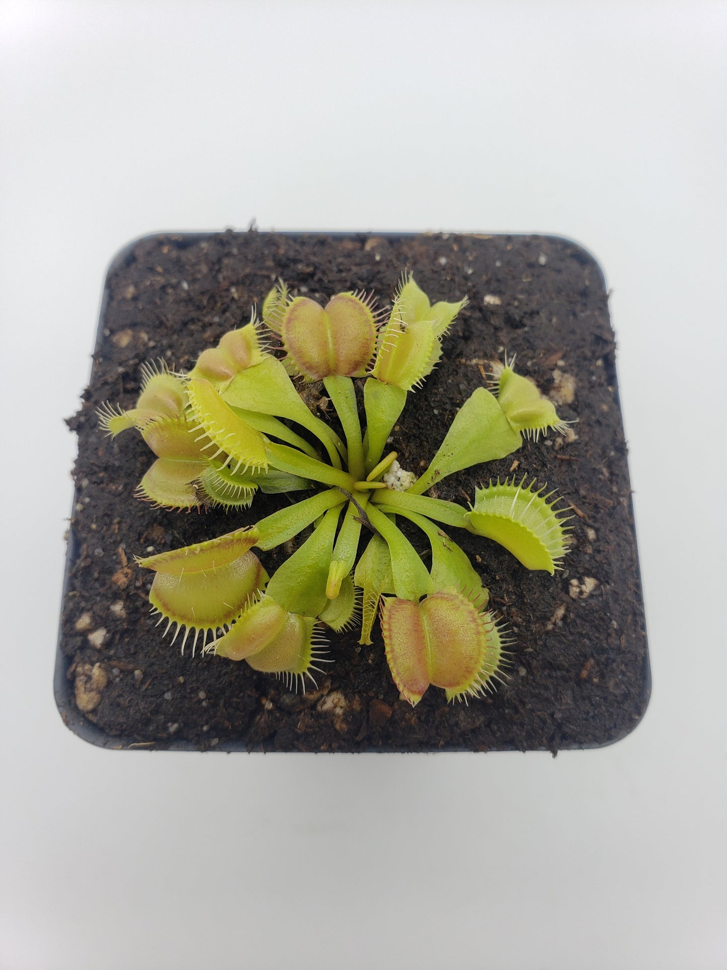 Venus flytrap (Dionaea muscipula) 'Moon trap'