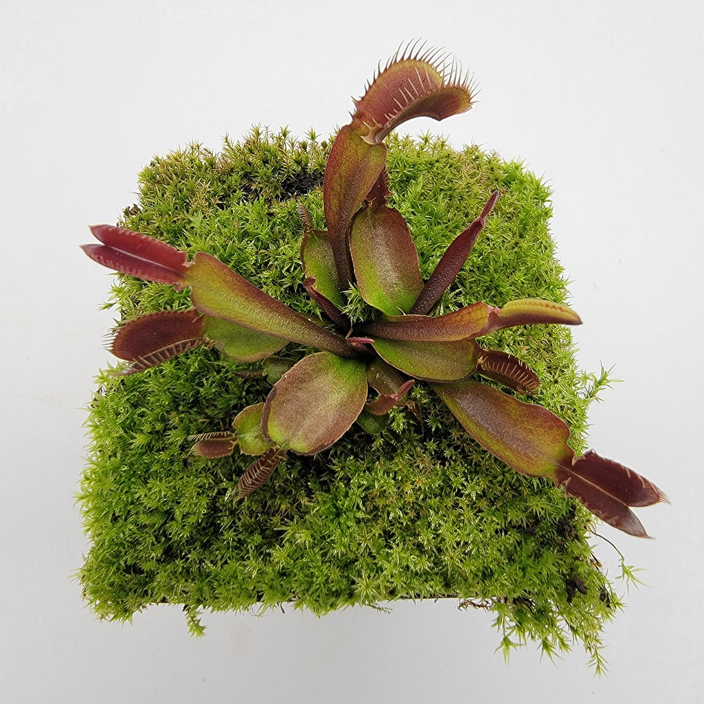 Venus flytrap (Dionaea muscipula) 'Red fused petiole'