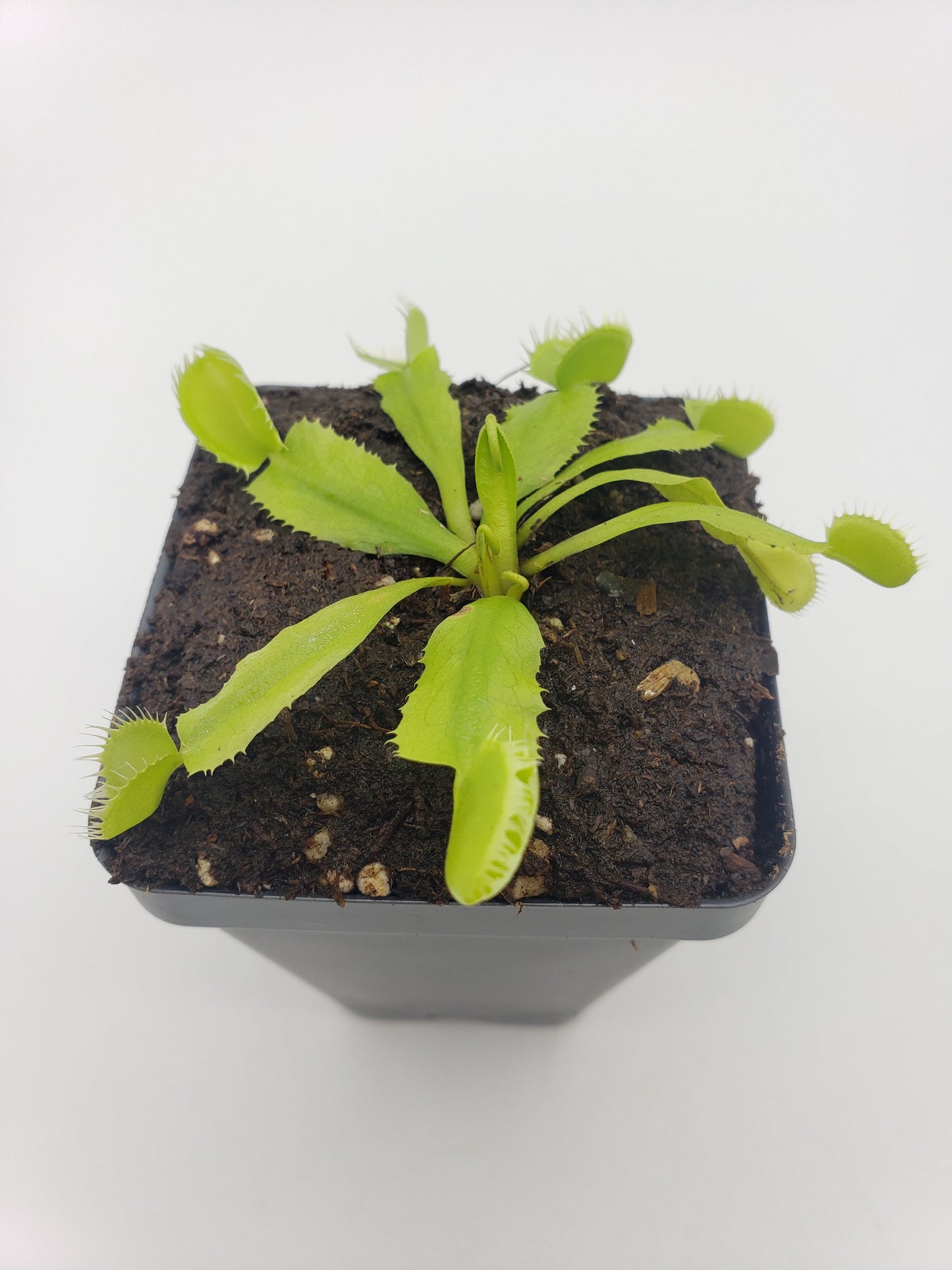 Venus flytrap (Dionaea muscipula) 'Triton'