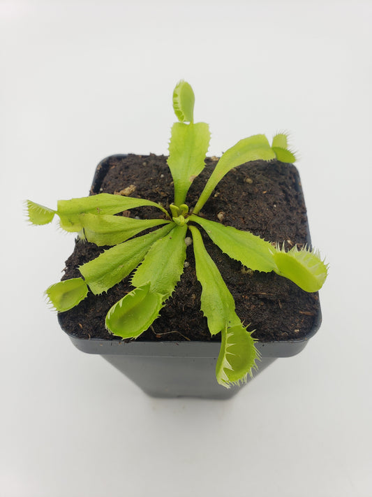 Venus flytrap (Dionaea muscipula) 'Triton'