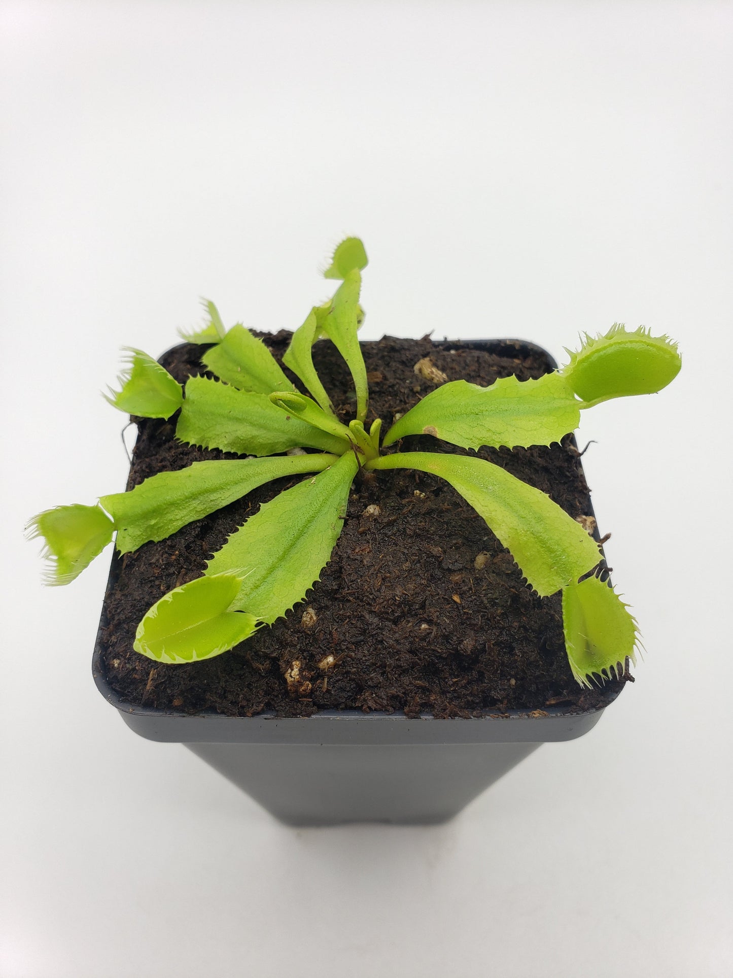 Venus flytrap (Dionaea muscipula) 'Triton'