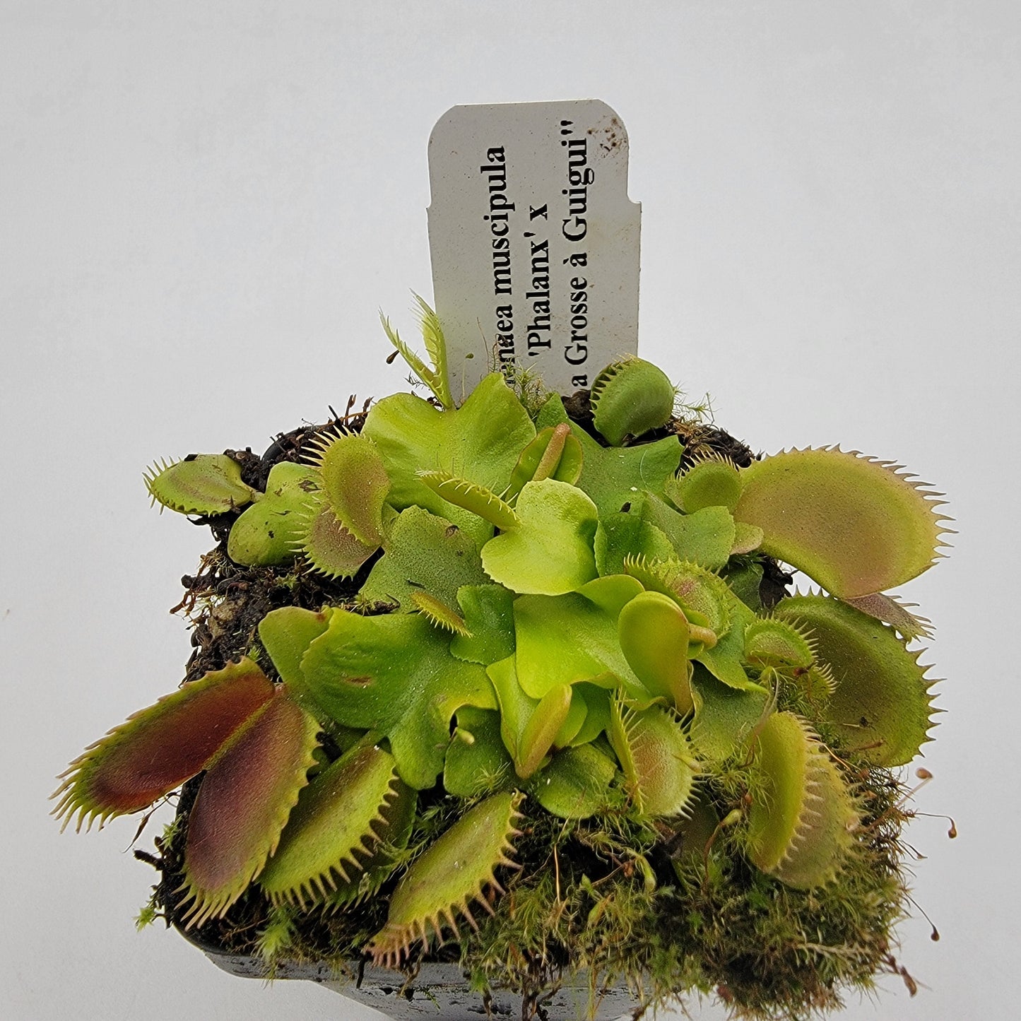 Venus flytrap (Dionaea muscipula) 'GJ Phalanx' x 'La Grosse a Guigui'