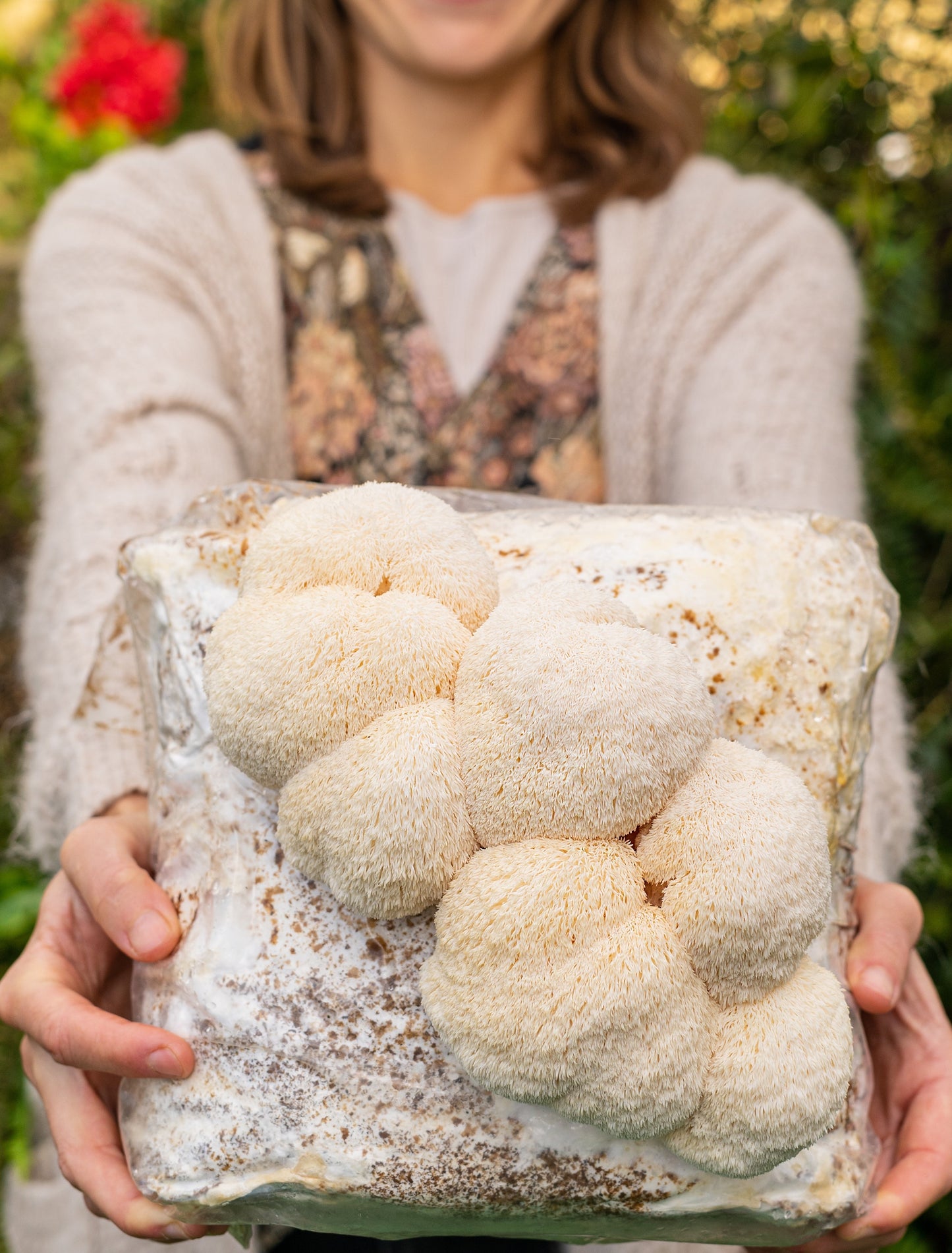 Premium Lion's Mane Mushroom Fruiting Block Grow Kit - 5 LBS