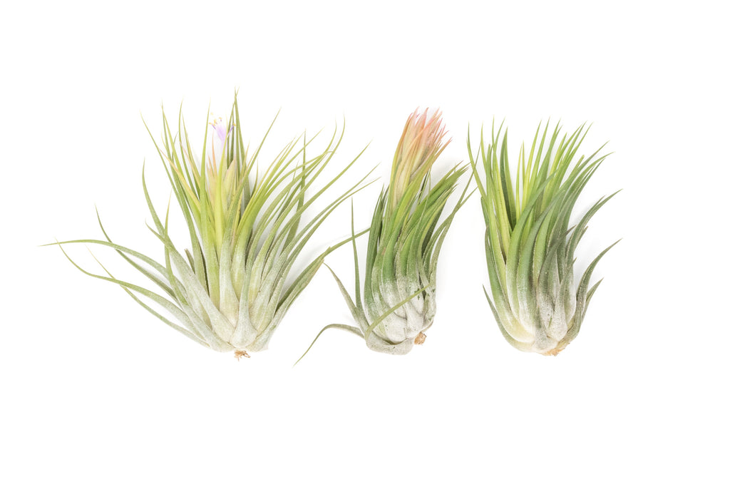 SALE - Large Tillandsia Ionantha Scaposa - Set of 10 or 20 Air Plants - 40% Off