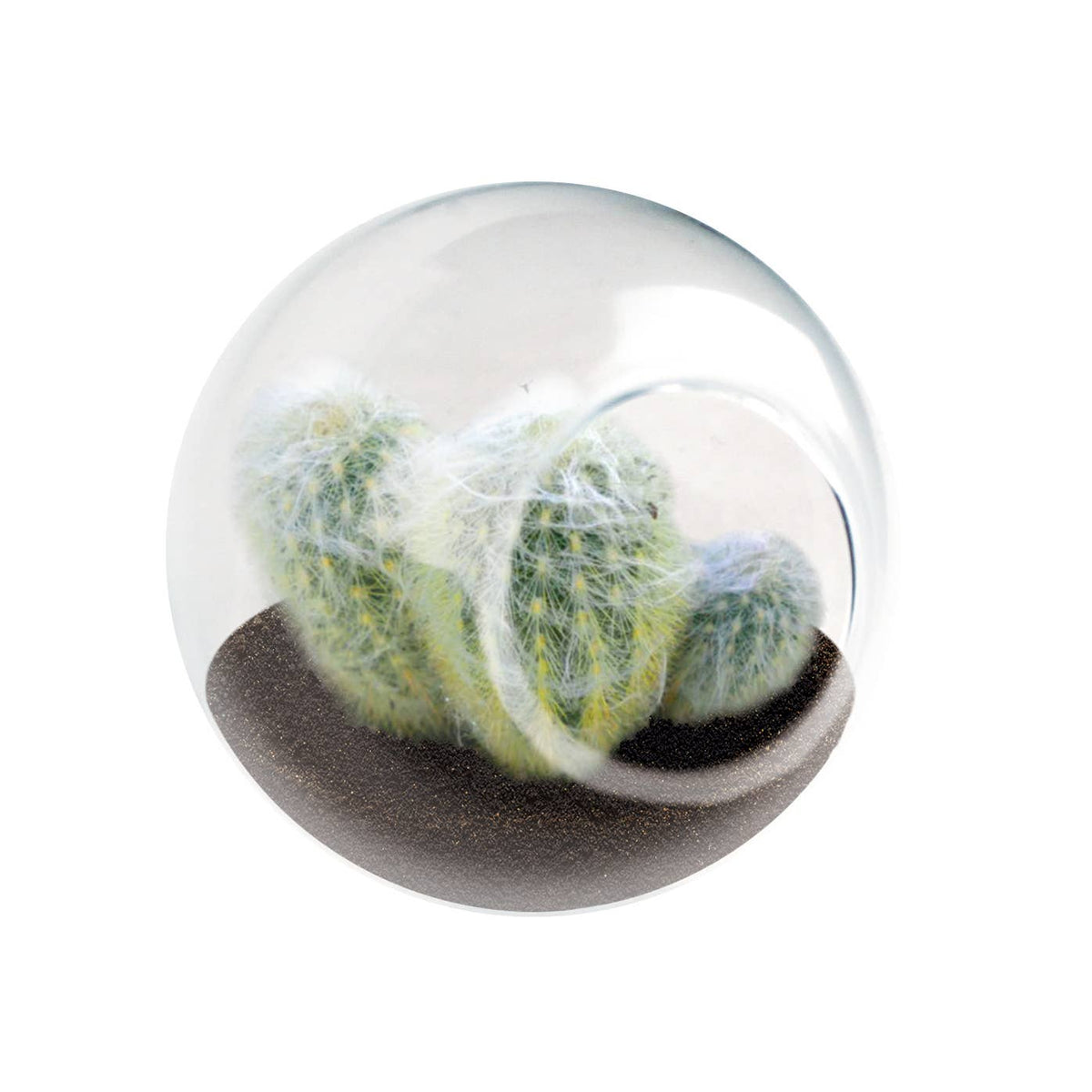 Tiny Terrarium Cactus Counter Display with 3 Varieties