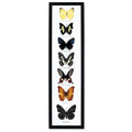 Butterfly Specimens Framed - BTF7
