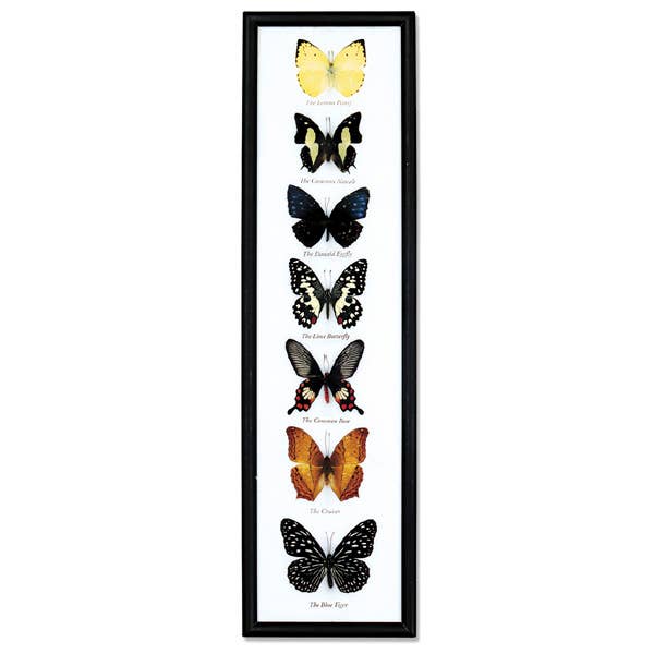Butterfly Specimens Framed - BTF7