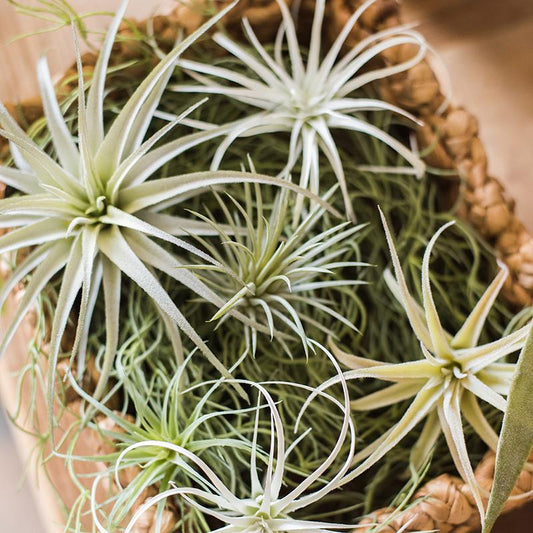 Artificial Faux Tillandsia Capitata Stem Randomly Picked Set of 5
