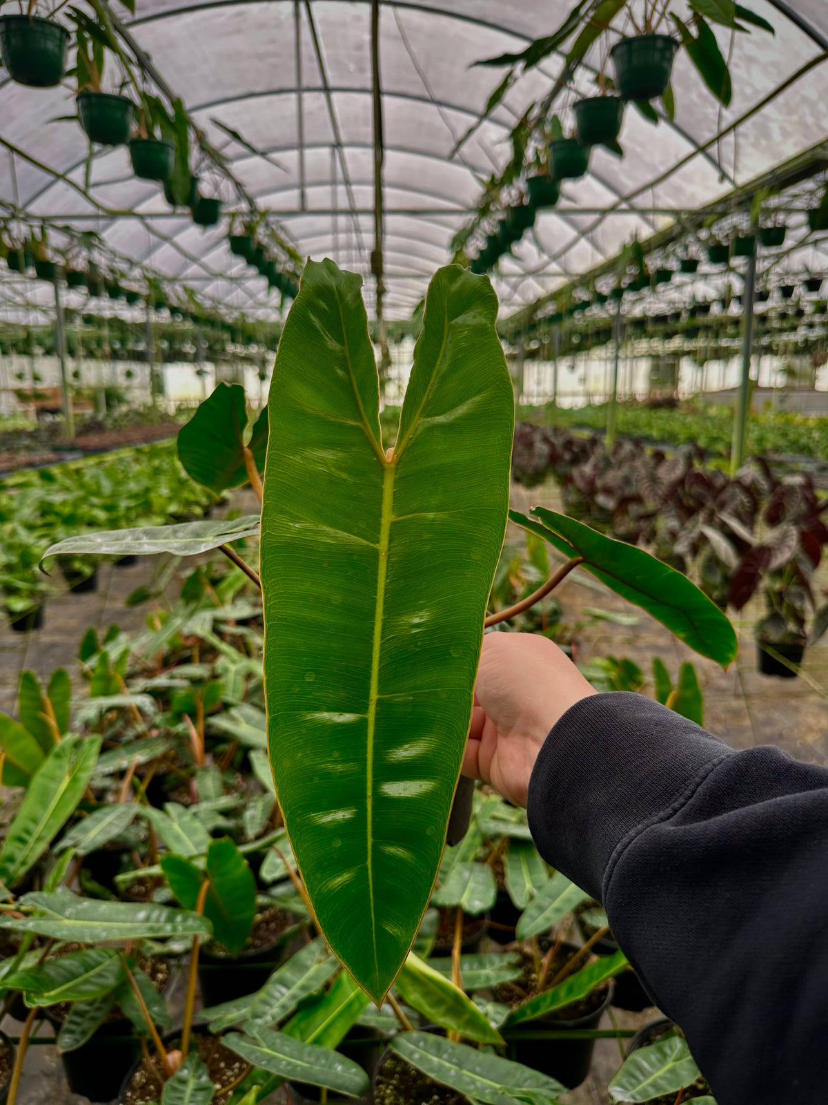6" Philodendron Billietiae - Billie