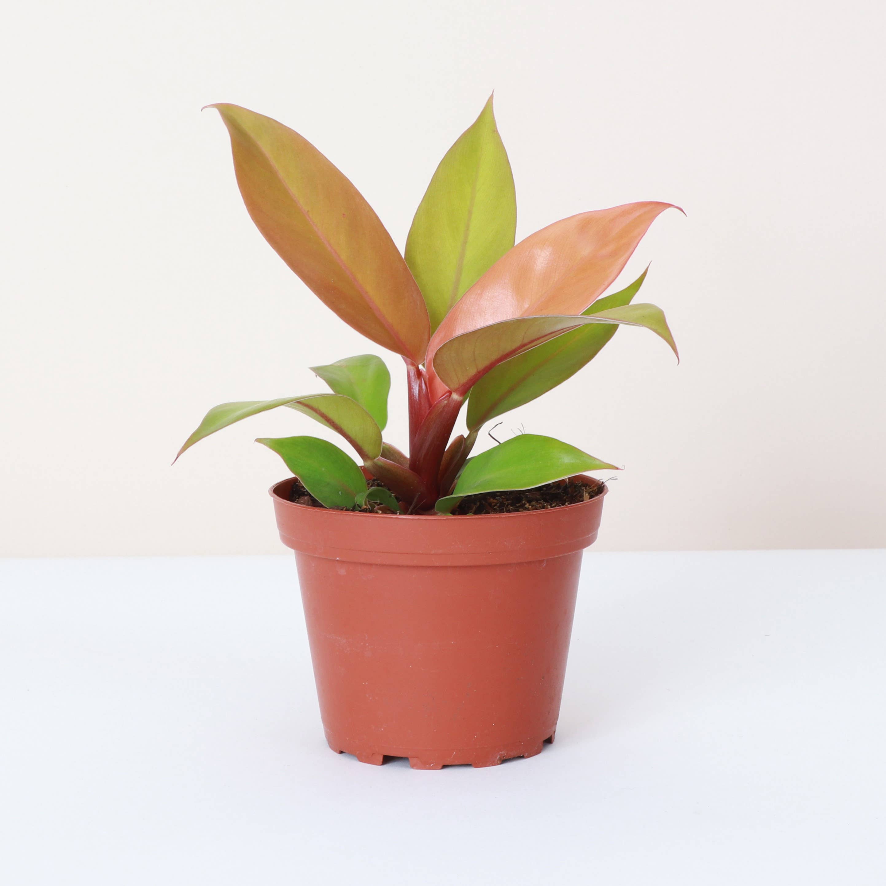 Prince of Orange Philodendron