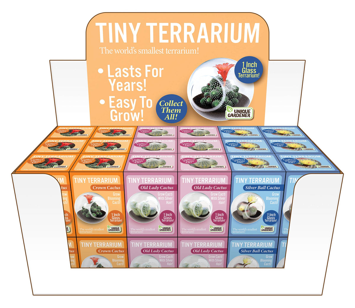 Tiny Terrarium Cactus Counter Display with 3 Varieties