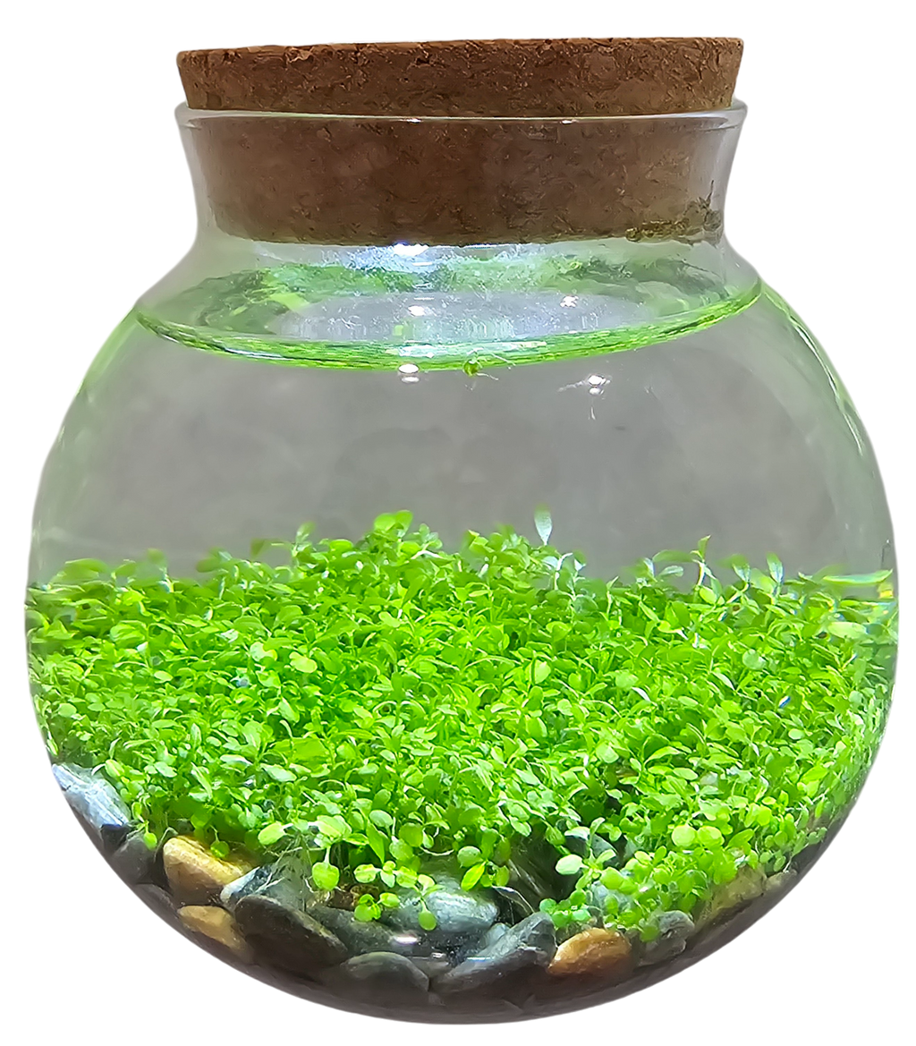 WaterPlants