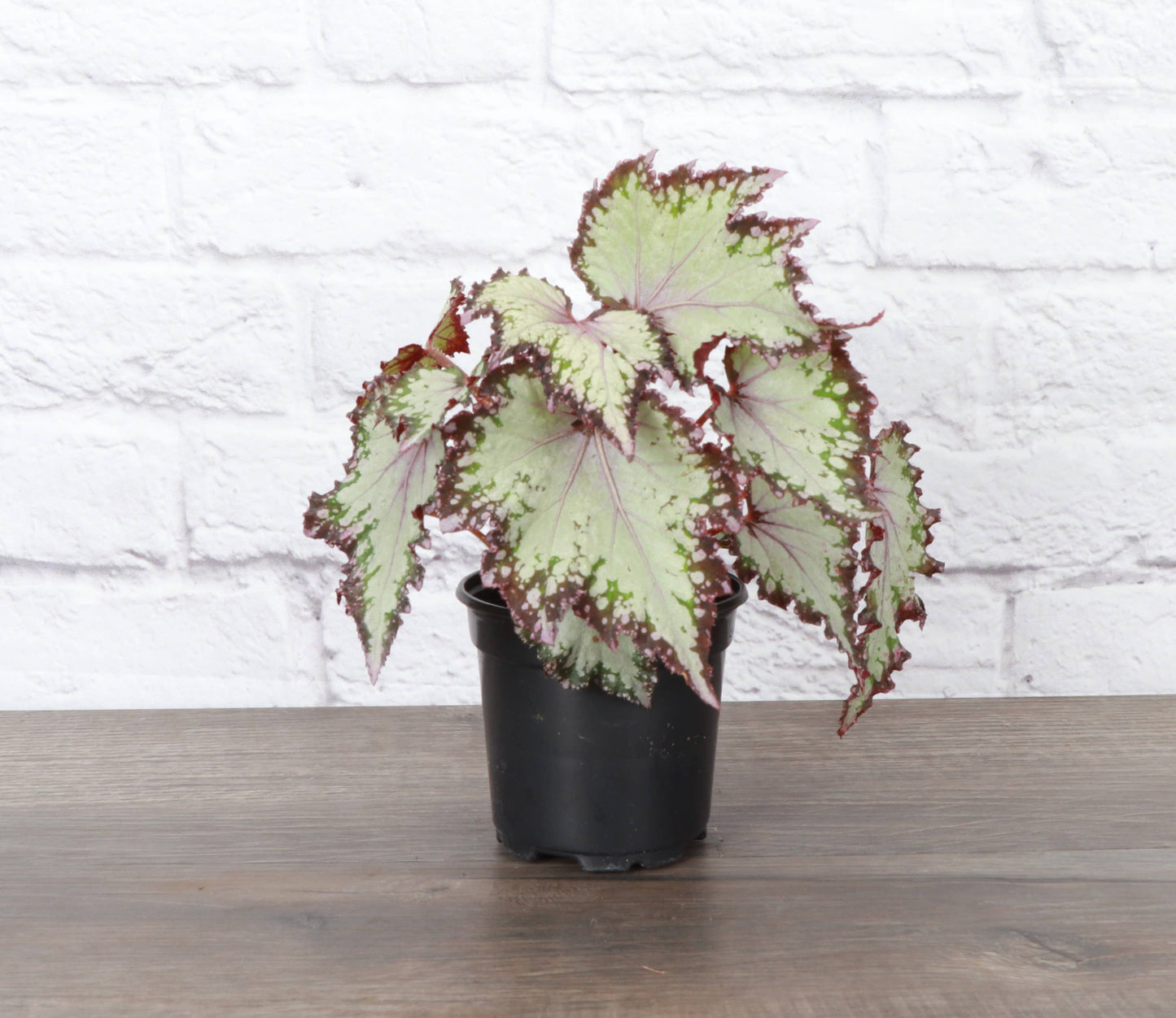 Rex Begonia - 4" Live Plant - Assorted Color