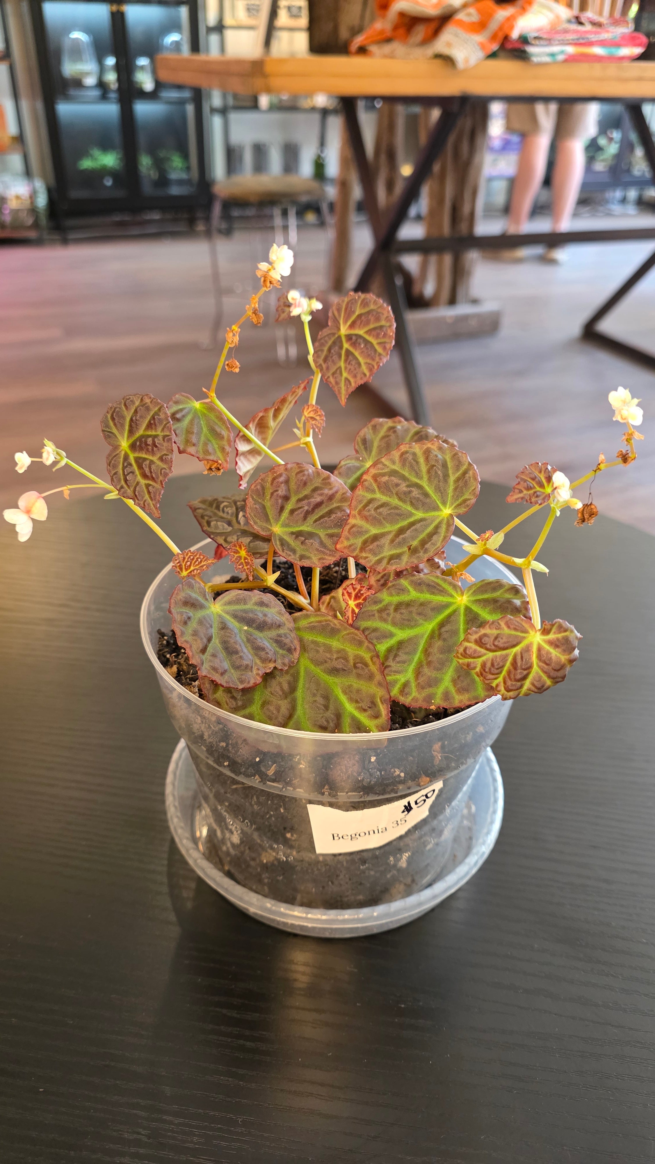Begonia 35 - 1