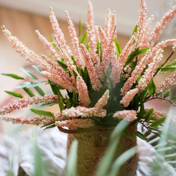 Buddleja Butterfly Bush Bundle 18" Tall