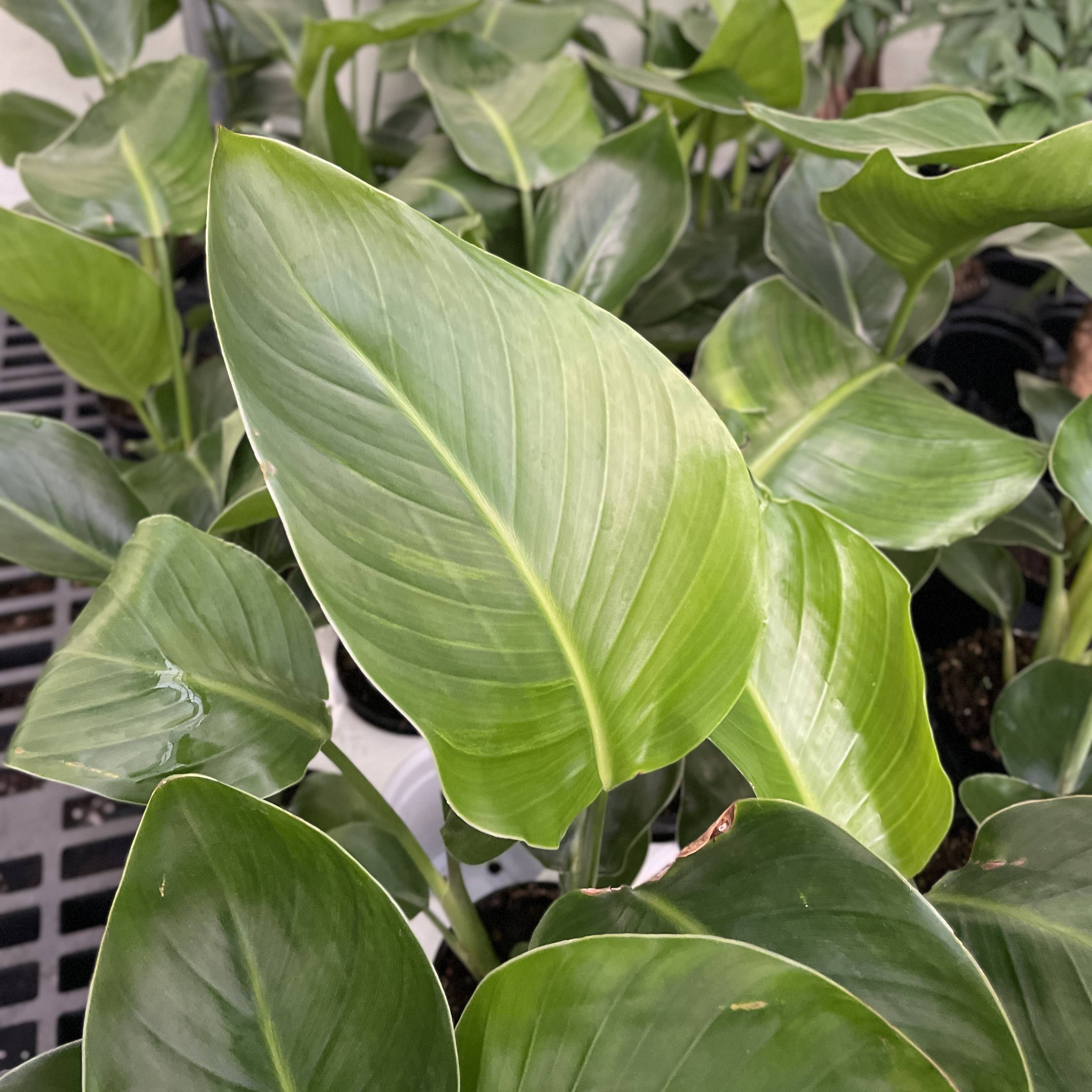 White Bird of Paradise - Live Plant
