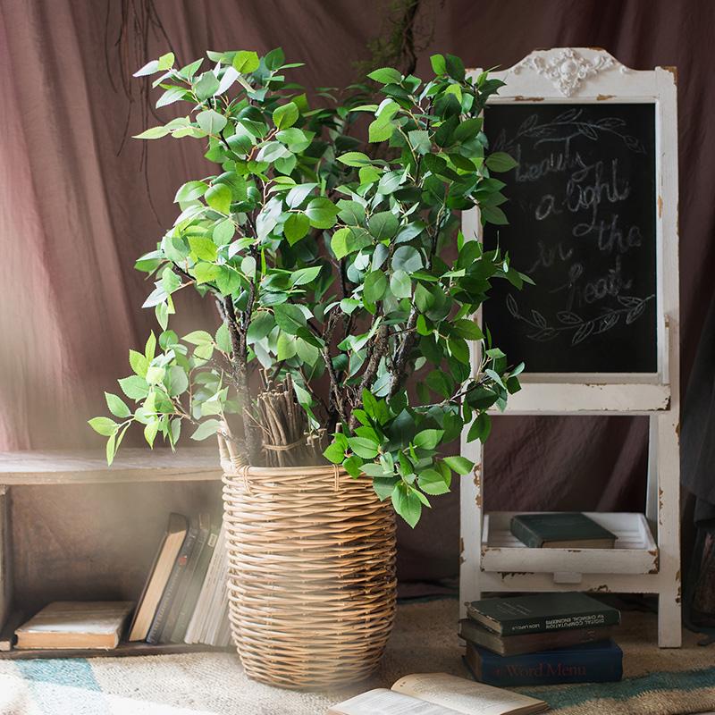 Camellia Green Leaf Stem