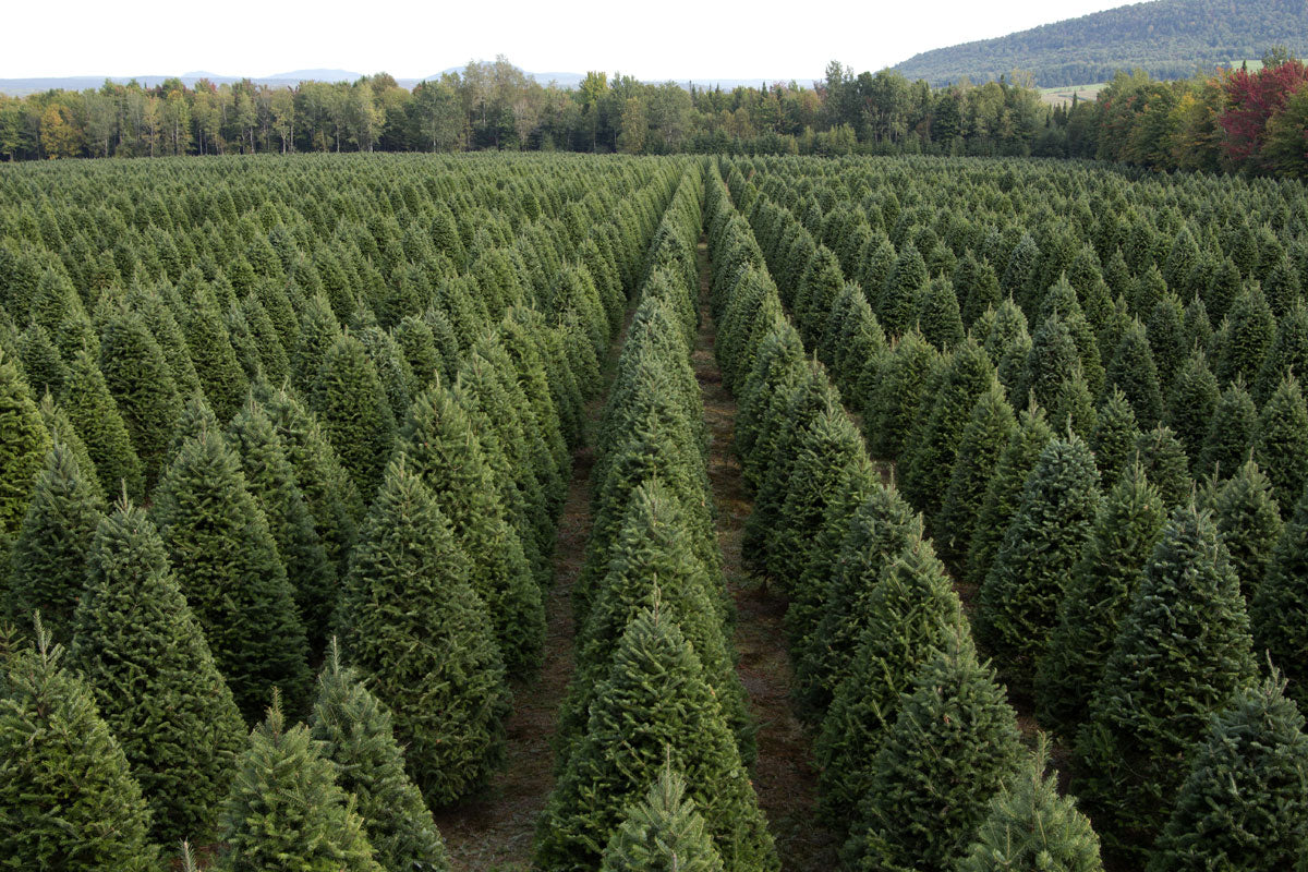 Real Christmas Trees Delivered 8 Foot Premium Balsam Fir Christmas Tree